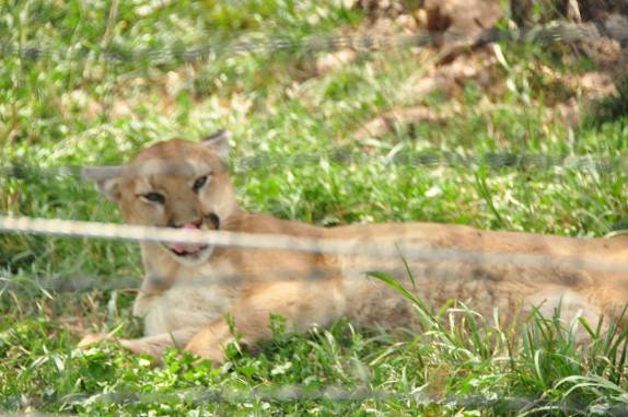 Puma se espreguiçando no Bear Park, em Rapid City, região das Black Hills, em South Dakota, nos Estados Unidos